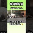 捕獲機を設置。たぬシャムくんが来たが捕獲に失敗した。