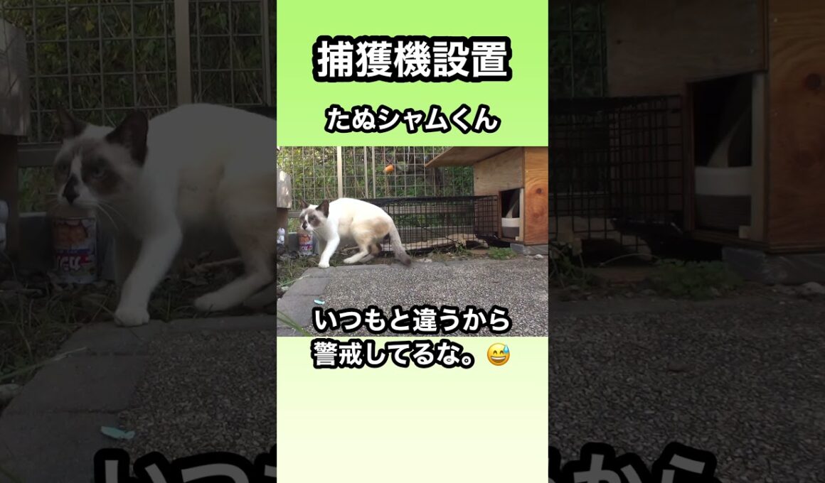 捕獲機を設置。たぬシャムくんが来たが捕獲に失敗した。