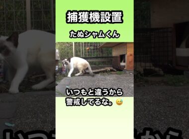 捕獲機を設置。たぬシャムくんが来たが捕獲に失敗した。