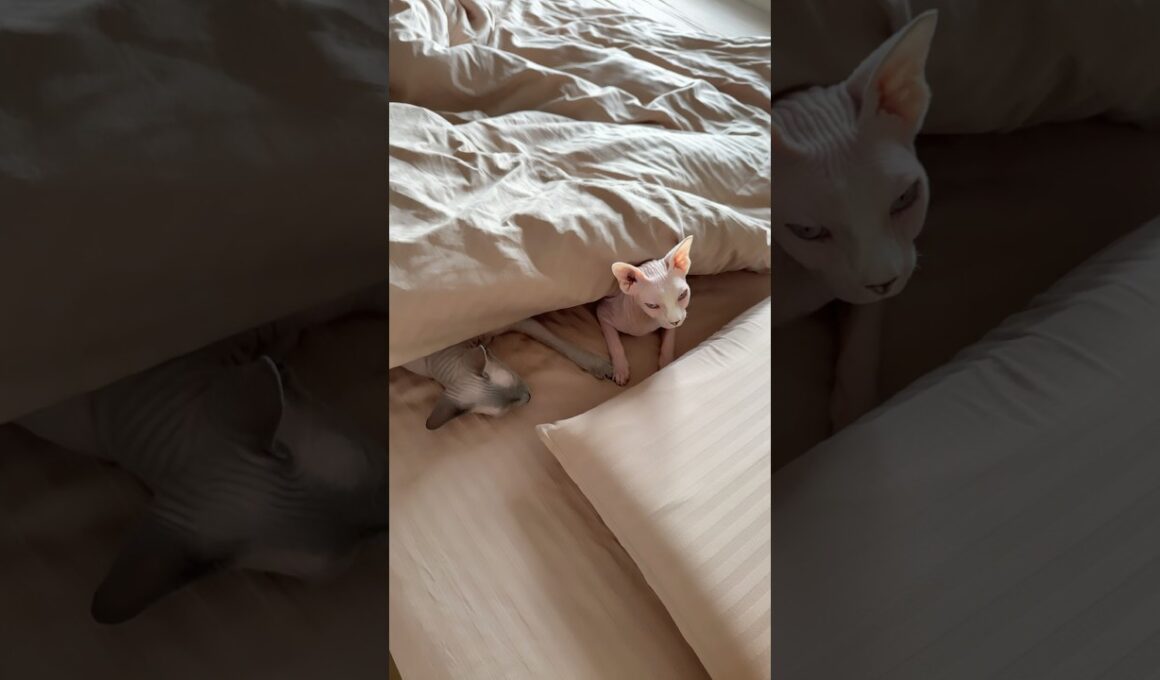 2匹仲良くお昼寝タイムの猫スルタンとアレクサンドラ【スフィンクス】