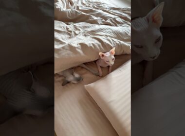 2匹仲良くお昼寝タイムの猫スルタンとアレクサンドラ【スフィンクス】