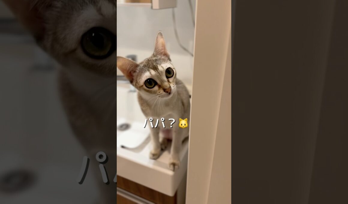 パパに来て欲しいけど来たら逃げるシンガプーラの子猫#cat #子ネコ #好きな子猫 #shorts