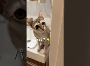 パパに来て欲しいけど来たら逃げるシンガプーラの子猫#cat #子ネコ #好きな子猫 #shorts