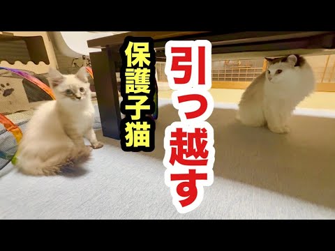 子猫が引っ越してきました