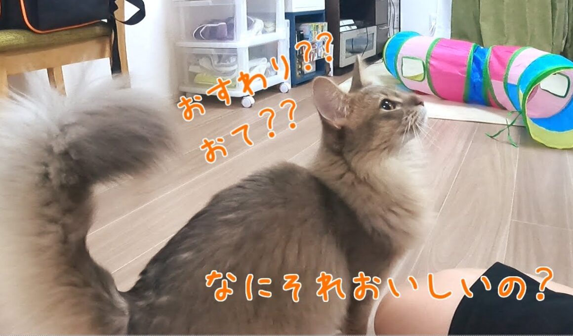 【鳴きすぎ】お手とお座りを忘れた子猫【ソマリブルー】