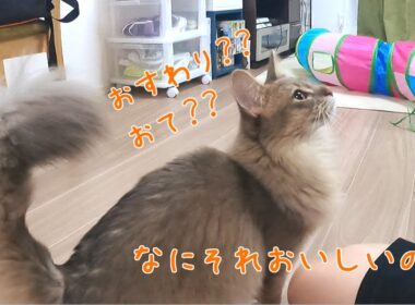 【鳴きすぎ】お手とお座りを忘れた子猫【ソマリブルー】