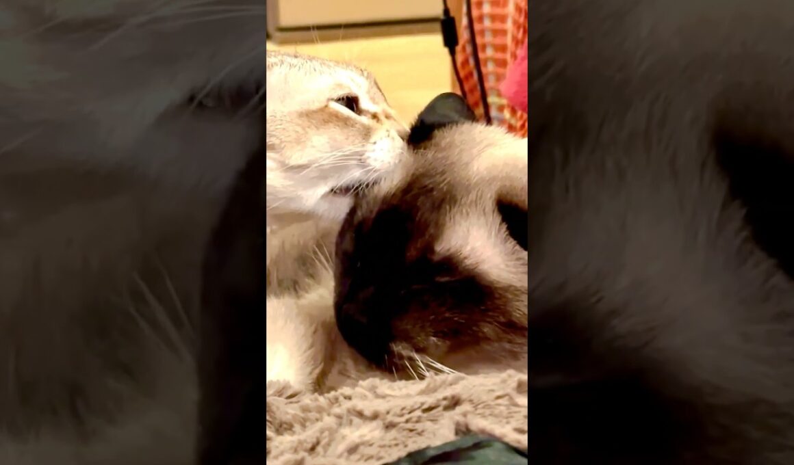 たぬき猫をペロペロしまくって安眠妨害しちゃうシンガプーラなのにゃ♪#cat #シンガプーラ #トンキニーズ#たぬき猫#singapura#tonkinese