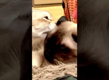 たぬき猫をペロペロしまくって安眠妨害しちゃうシンガプーラなのにゃ♪#cat #シンガプーラ #トンキニーズ#たぬき猫#singapura#tonkinese