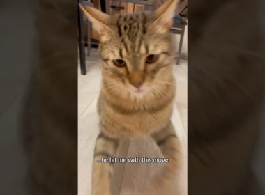 That was pawsonal! #viral #shortvideo #youtube