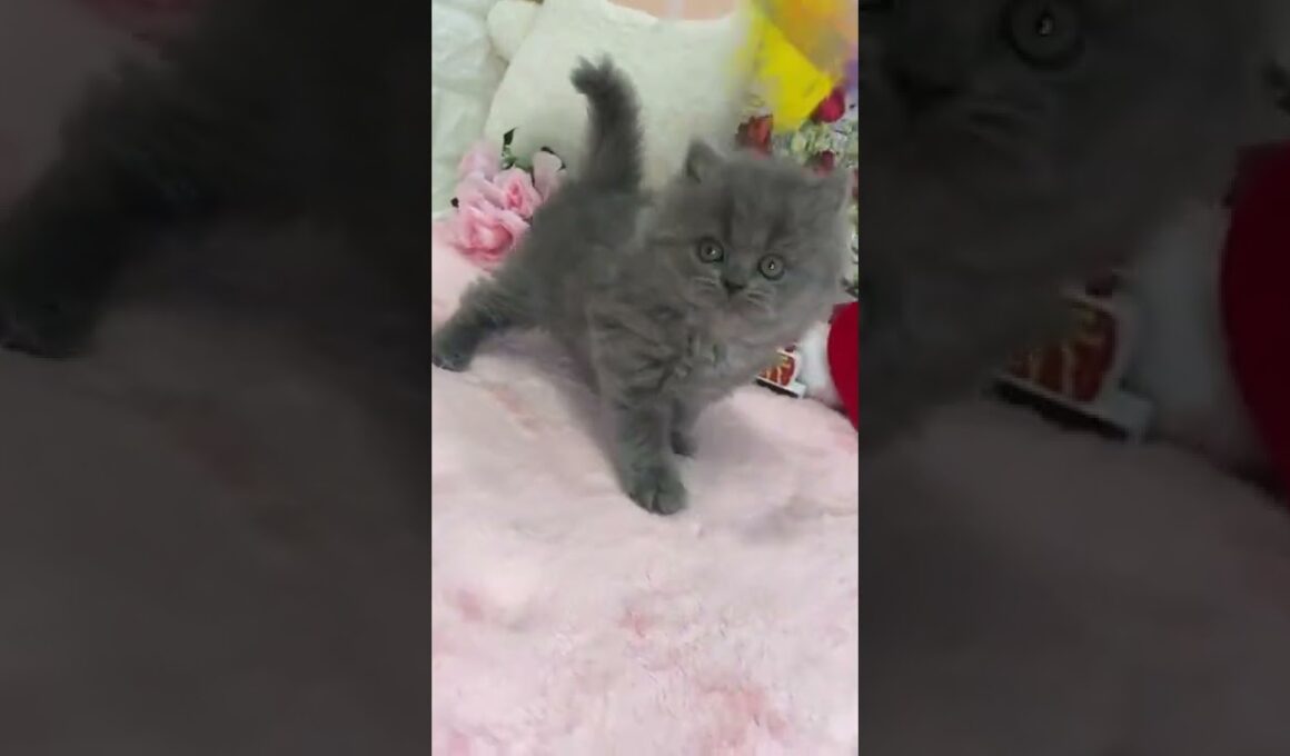 その他の猫種 ブリティッシュロングヘア 人懐っこい性格の女の子😍 ブルー（長毛）