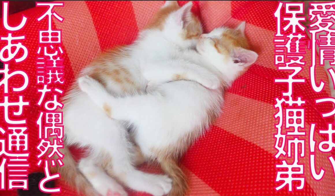 愛情深すぎ長女子猫、不思議な偶然のしあわせ通信 The aftermath of the Kind-hearted eldest kitty