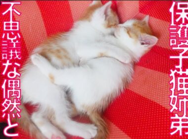 愛情深すぎ長女子猫、不思議な偶然のしあわせ通信 The aftermath of the Kind-hearted eldest kitty