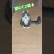初めて鏡を見た猫🤣#猫 #メインクーン