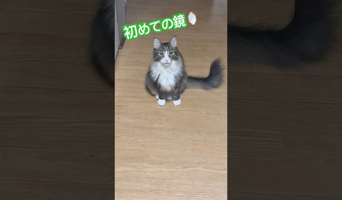 初めて鏡を見た猫🤣#猫 #メインクーン