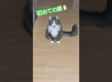 初めて鏡を見た猫🤣#猫 #メインクーン