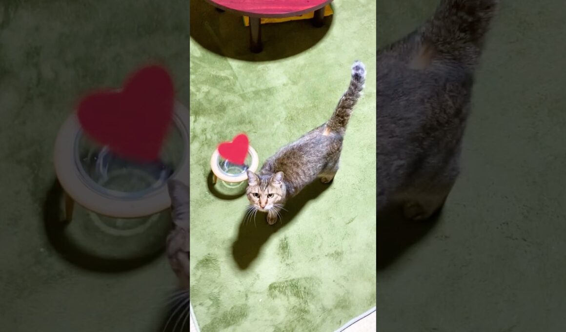 大好きなお母さんが見えた瞬間鳴いて喜ぶ元野良猫トラ #元野良猫 #鳴き声 #かわいい