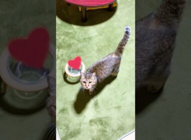 大好きなお母さんが見えた瞬間鳴いて喜ぶ元野良猫トラ #元野良猫 #鳴き声 #かわいい