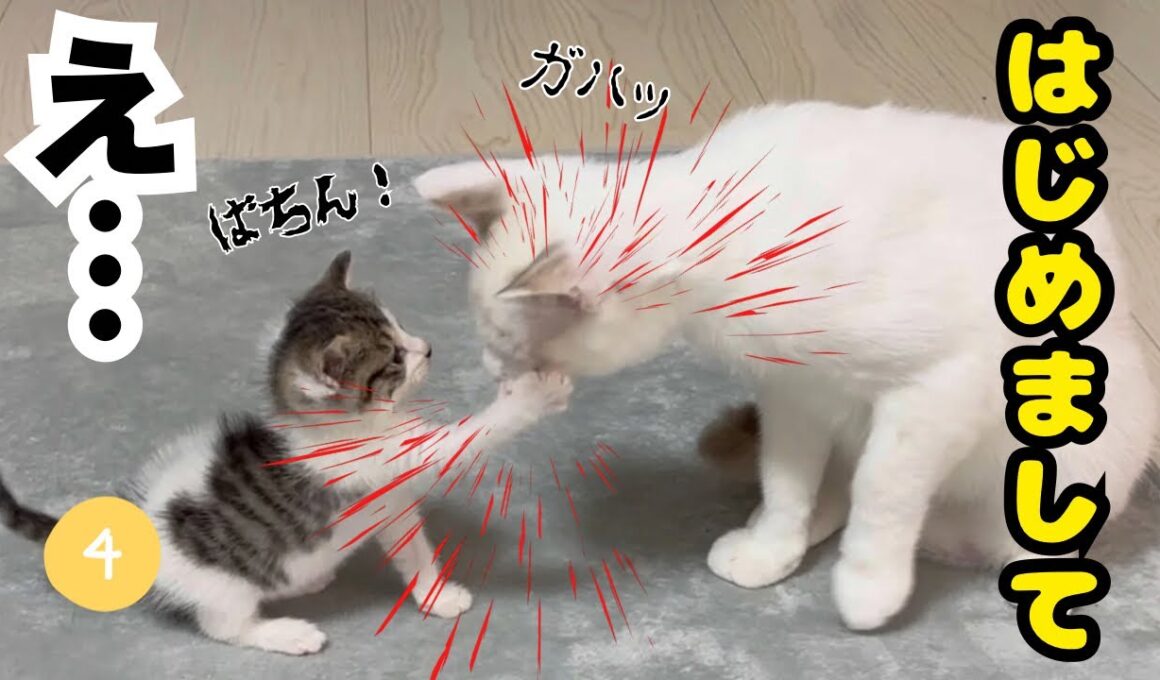 【子猫日記4】保護した強気な子猫と元野良の先住猫が「初対面」で…。まさかの「衝撃展開」