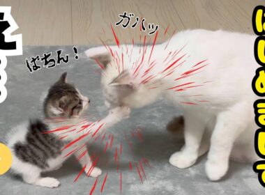 【子猫日記4】保護した強気な子猫と元野良の先住猫が「初対面」で…。まさかの「衝撃展開」
