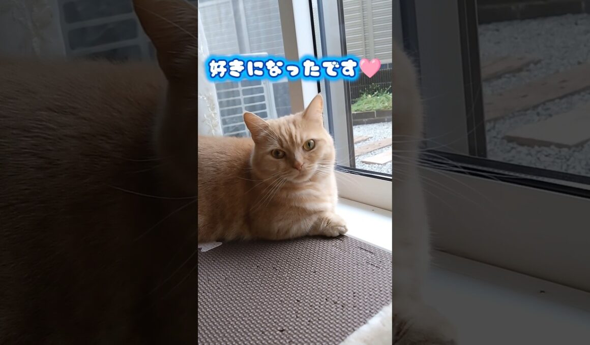 【恋におちたマンチカン】 #shorts #猫 #ねこ #cat