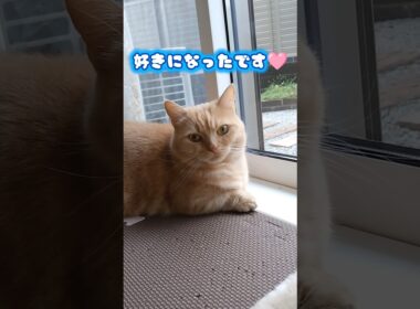 【恋におちたマンチカン】 #shorts #猫 #ねこ #cat