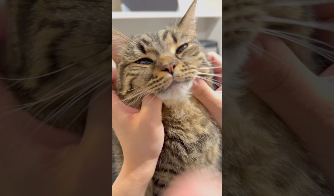 愛猫に半日会わないだけで... #cat #猫