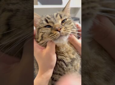 愛猫に半日会わないだけで... #cat #猫