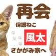 【初公開】嵐の夜に出会った子猫、ついに保護ハウスへ