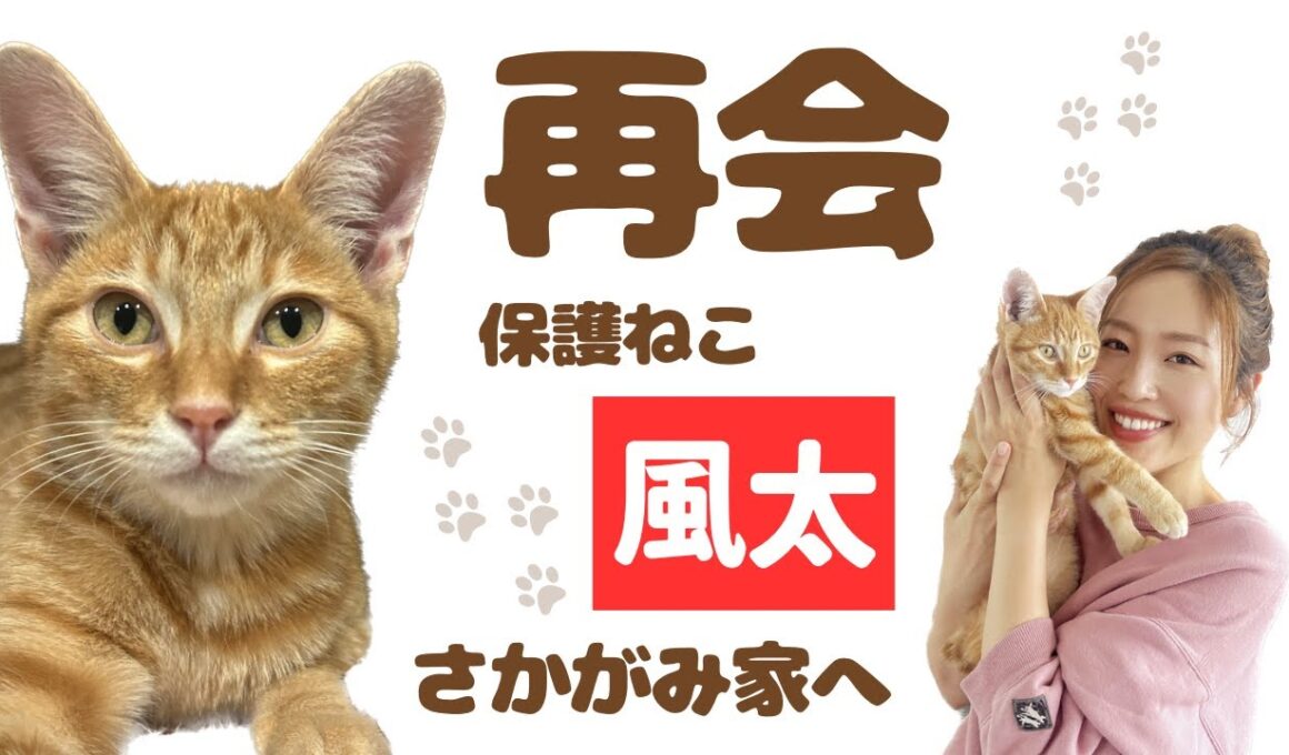 【初公開】嵐の夜に出会った子猫、ついに保護ハウスへ