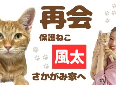 【初公開】嵐の夜に出会った子猫、ついに保護ハウスへ