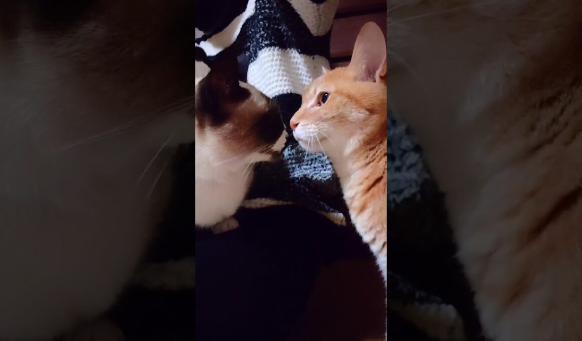 夕方のシャム猫さん#猫#ねこ#cat#癒し#Shorts