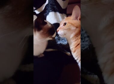 夕方のシャム猫さん#猫#ねこ#cat#癒し#Shorts