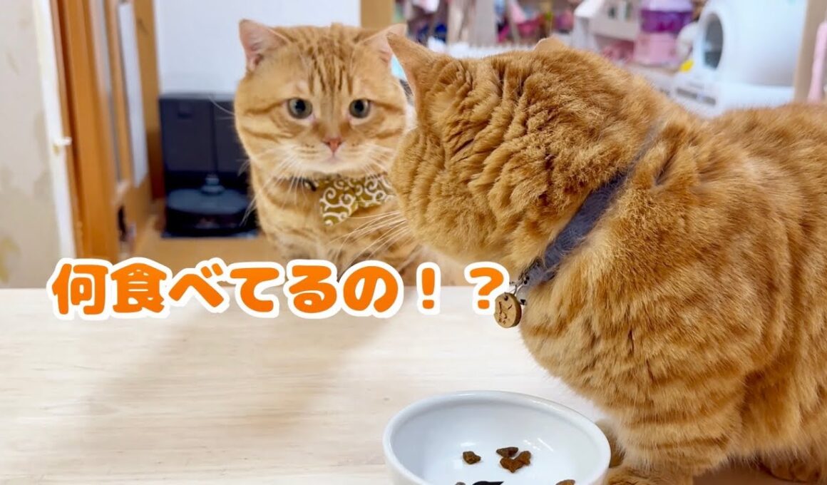 『パパ！何、食べてるの！？』