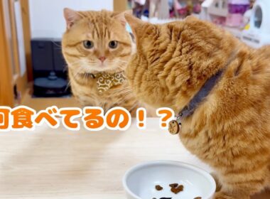 『パパ！何、食べてるの！？』