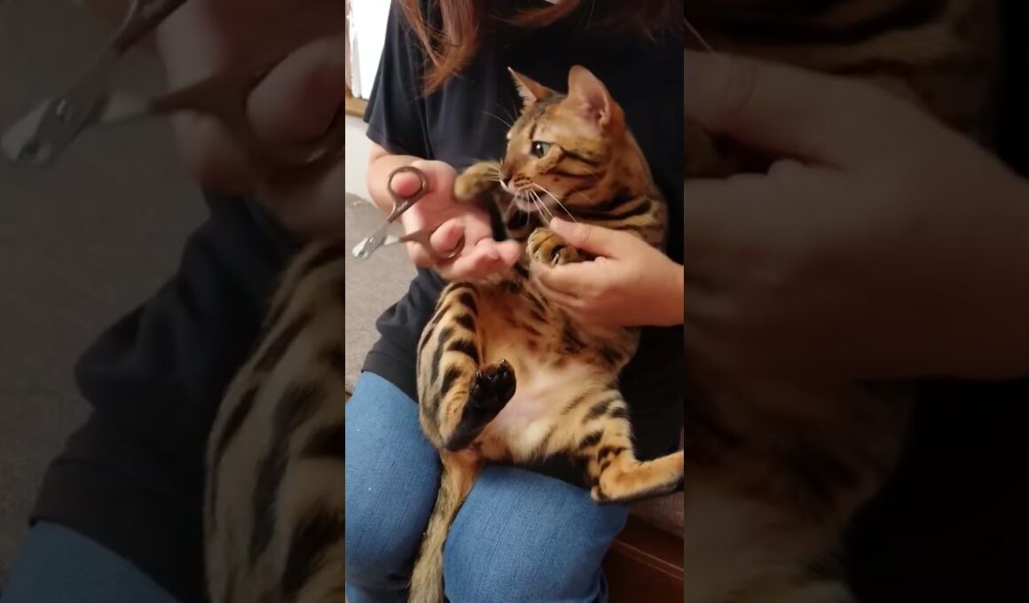 【猫の爪切り】割といい子で助かります（ベンガル猫とアビシニアン）funny cat clips #Shorts
