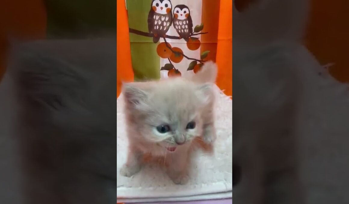 マンチカン 毛質の柔らかいフワフワロングヘヤーです