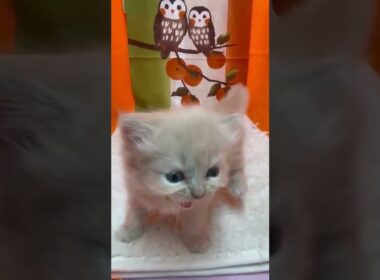 マンチカン 毛質の柔らかいフワフワロングヘヤーです