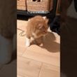 ごはんに向かって  #猫 #子猫 #かわいい #猫動画 #cat #スコティッシュフォールド  #shorts