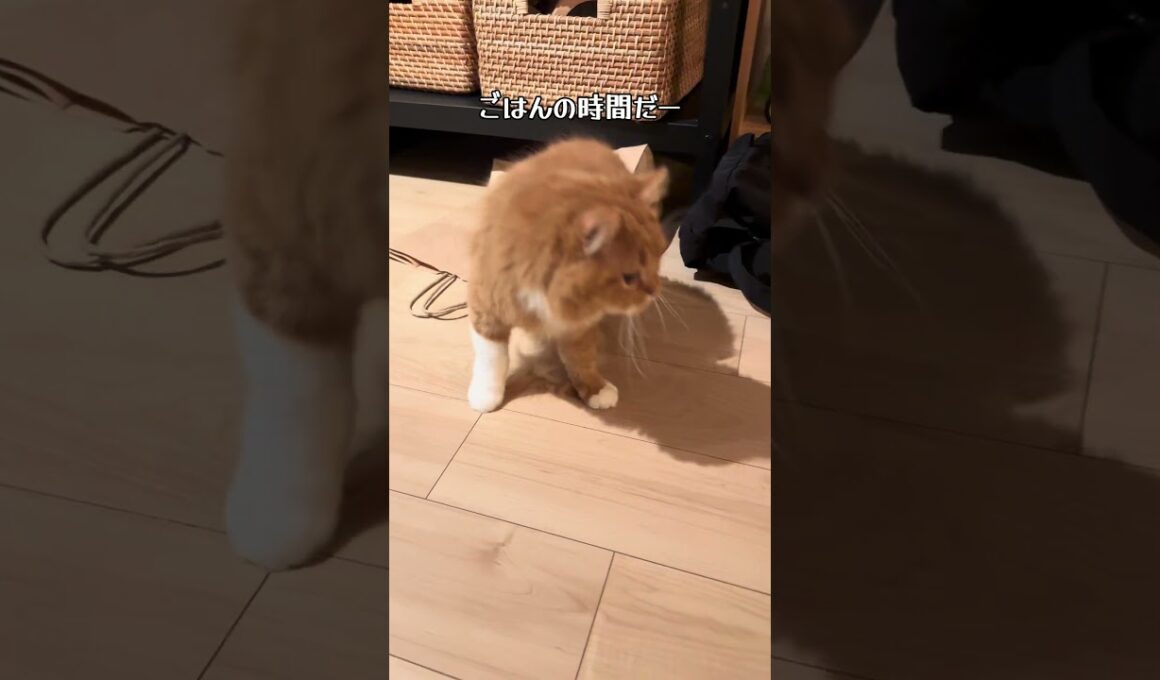 ごはんに向かって  #猫 #子猫 #かわいい #猫動画 #cat #スコティッシュフォールド  #shorts