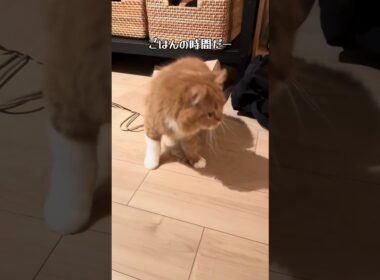 ごはんに向かって  #猫 #子猫 #かわいい #猫動画 #cat #スコティッシュフォールド  #shorts