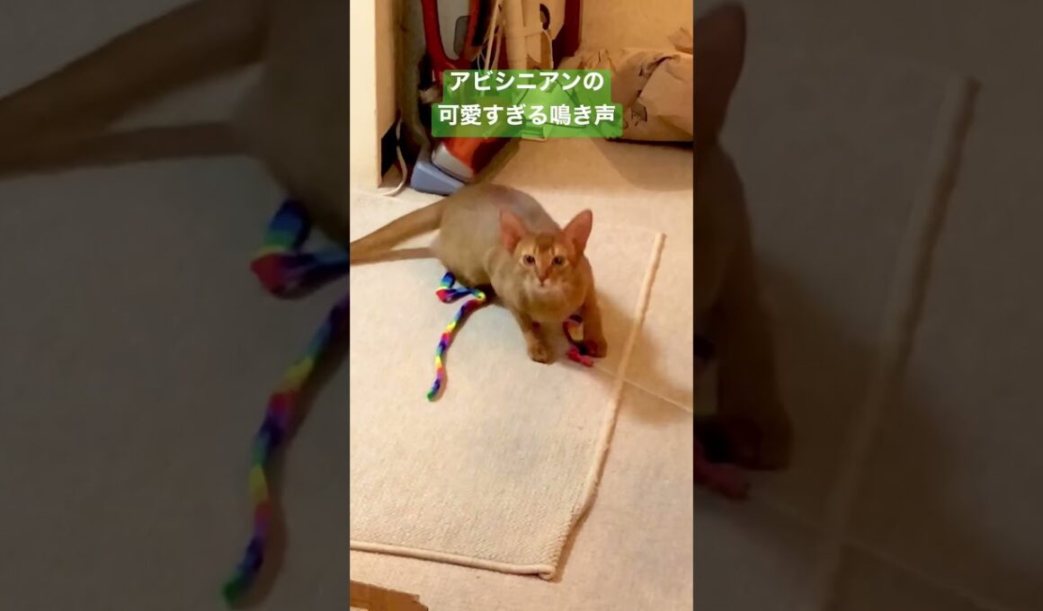 アビシニアンの子猫時代の鳴き声です。#アビシニアン #ねこ #ねこのいる生活 #cat