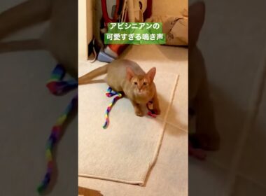 アビシニアンの子猫時代の鳴き声です。#アビシニアン #ねこ #ねこのいる生活 #cat