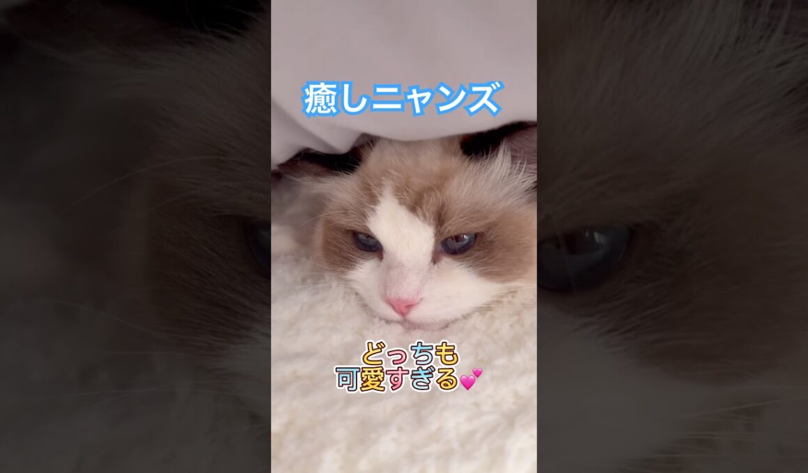 ラグの上の小さな幸せ時間🩷💙#ラグドール #猫好きさんと繋がりたい #いっぺいdialy #ふみふみ #癒し猫
