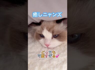 ラグの上の小さな幸せ時間🩷💙#ラグドール #猫好きさんと繋がりたい #いっぺいdialy #ふみふみ #癒し猫