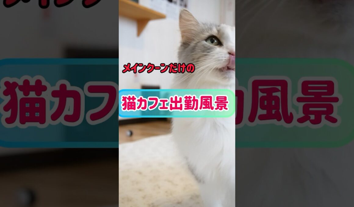 【祝🎊1万回再生】メインクーンだけの【猫カフェ出勤風景】#cat #メインクーン #mainecoon #ねこ #catcafe #猫カフェ