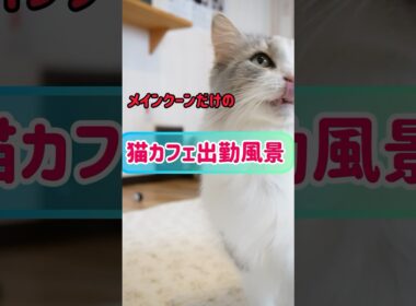 【祝🎊1万回再生】メインクーンだけの【猫カフェ出勤風景】#cat #メインクーン #mainecoon #ねこ #catcafe #猫カフェ