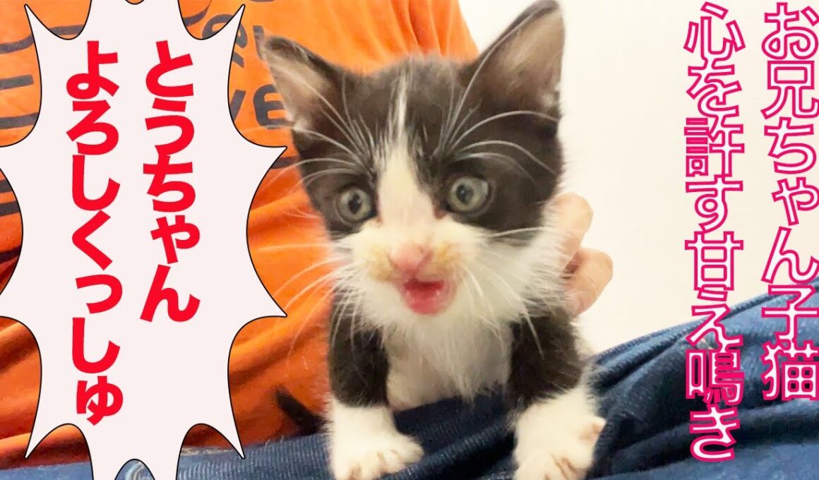 お利口お兄ちゃん子猫、人間に心を許す The older kitten's affectionate meow