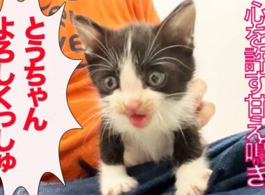 お利口お兄ちゃん子猫、人間に心を許す The older kitten's affectionate meow