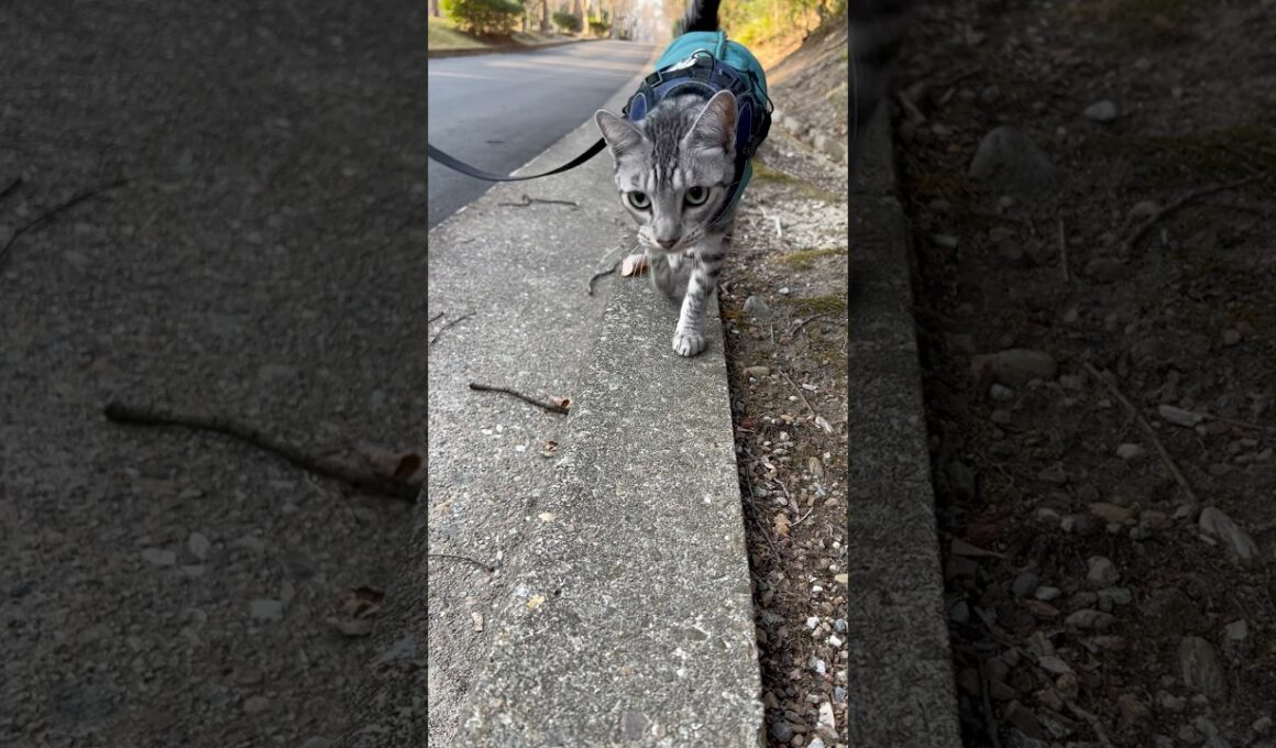 ユキオさん、今日は沢山散歩したね😸#癒し動画 #cat #ocicat #散歩する猫 #猫散歩