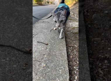 ユキオさん、今日は沢山散歩したね😸#癒し動画 #cat #ocicat #散歩する猫 #猫散歩